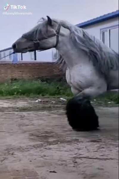 This Absolute Unit of a Horse
