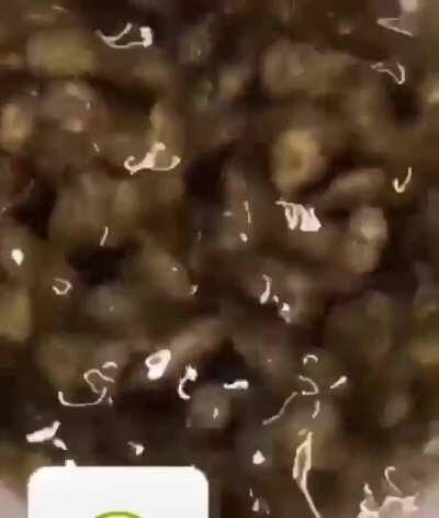 The salami lid the salami lid wont fit the salami salami lid