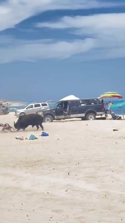 Not listening to the locals about a bull