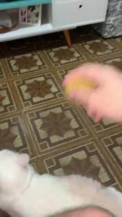 Quem precisa de um cachorro quando seu gato busca a bolinha?