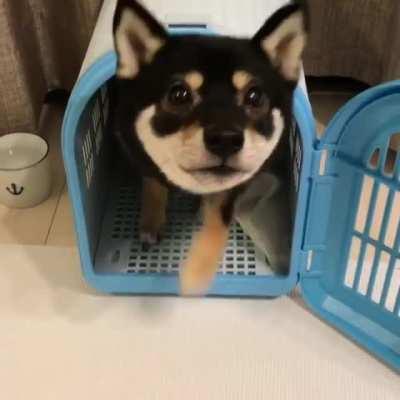 Watch my ears pop up!