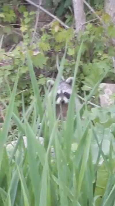Surprised this guy trying to catch dinner (his face is so cute at the end!)