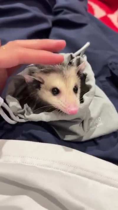 Little possum in a little bag