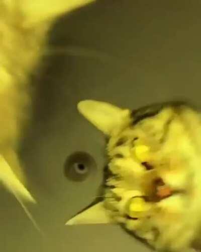 Котомузыки вам