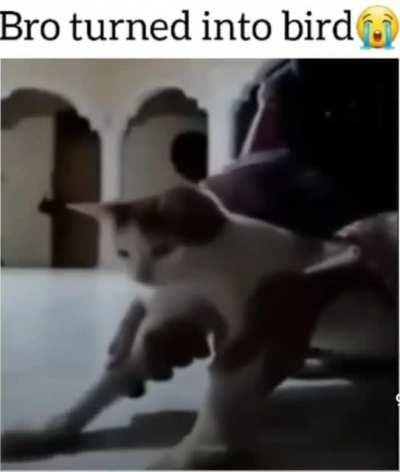 Legends say it's still flying