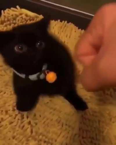 It's play time 🐾nyaa!