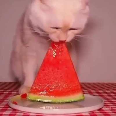 Does it look like he enjoys it?