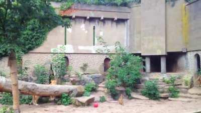 This heron landed in a zoo enclosure looking for a quick snack from the pond...