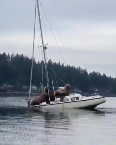 House Cats of the Sea