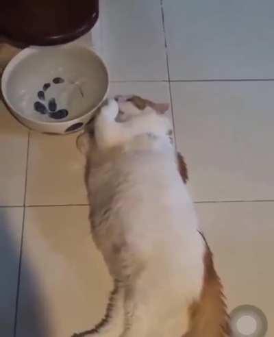 ultimamente estou só esse gato