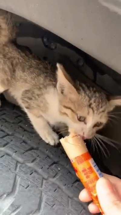 Feeding a hungry kitty