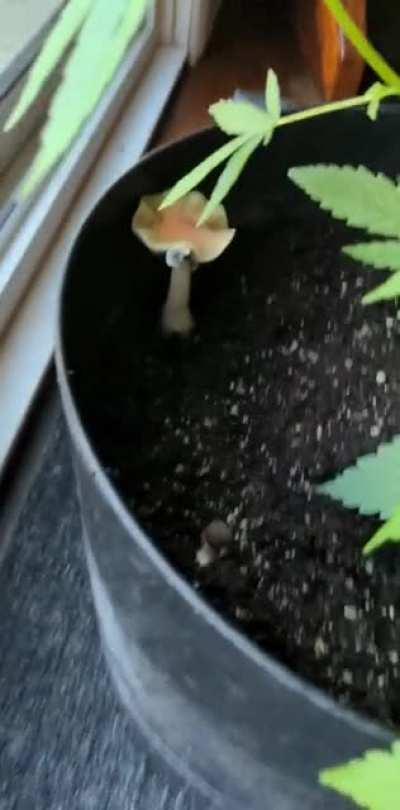 Threw a old brick that wasn't producing in my plant not expecting it to do anything... I come back from 2 weeks away for work and I get home to this! ✨magical✨