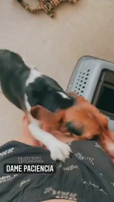 Cómo quisiera ser ese perro en este momento. 😈