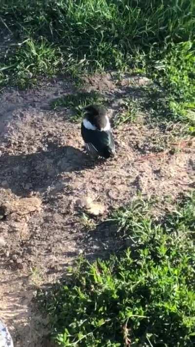 Horse meets a new bird friend