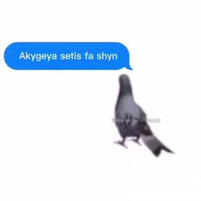 Ama sho is houda gedidiko