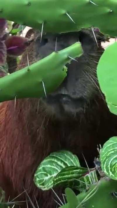 Cactus demolishing guys