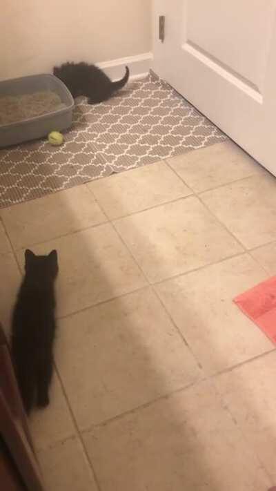 Pluto stalking Mocha!! And I don’t know what Mocha is doing.