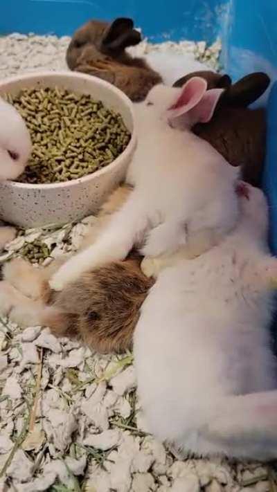 I think these babies will do well getting adopted even though half are red-eyed white buns.