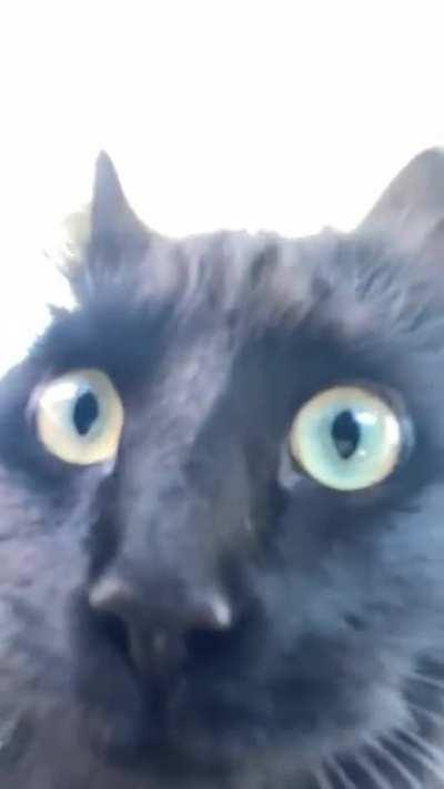 My cat and her best angle