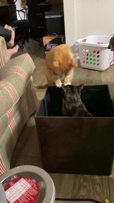 Determining if it’s a 2-cat box