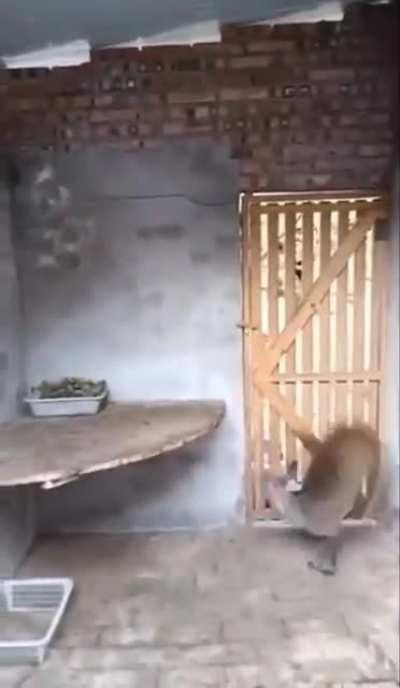 Gravity don't affect this beast