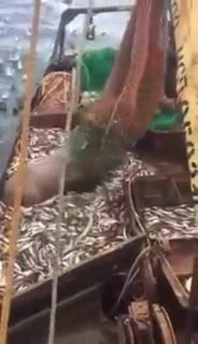 Hell yeaah, another weight record break! Wtf....