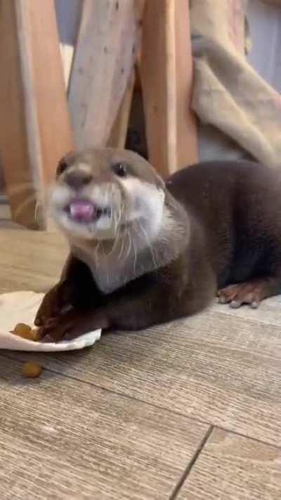Otter