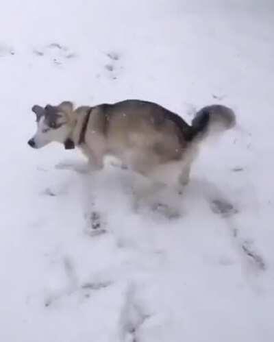 Blind doggo gets excited over snow