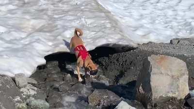 When I adopted this wobbly puppy, I didn’t predict he’d become a clumsy 88-lb reason to get pet insurance