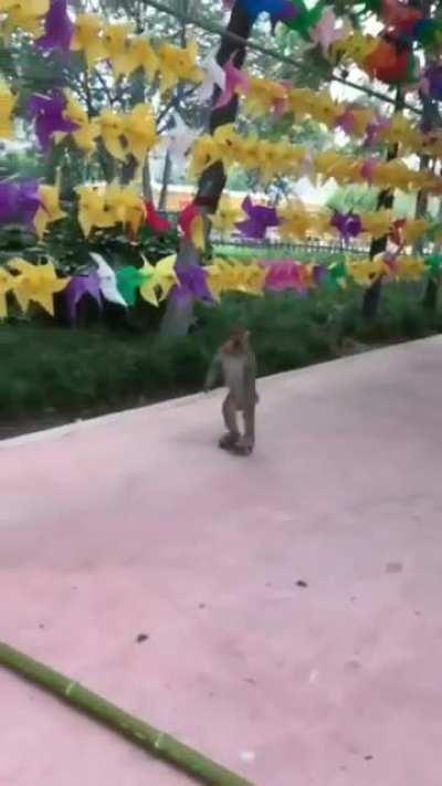 Well, if the monkey is already roller-skating, then probably I can too