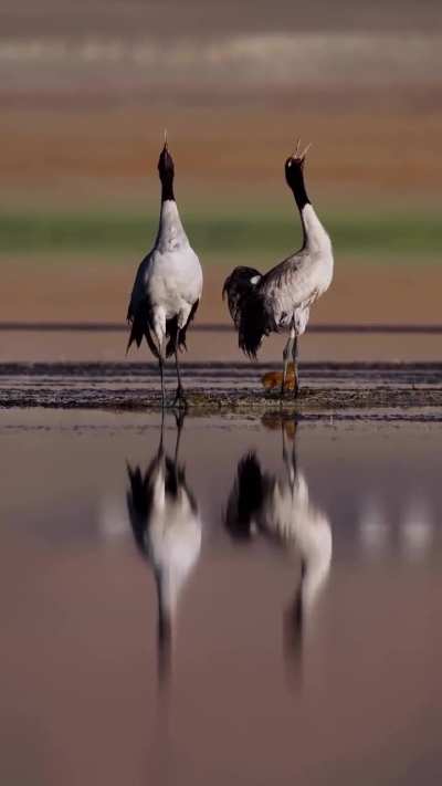 🔥 The Only Alpine Crane species— Black-Necked Cranes with chicks in Ladakh, India