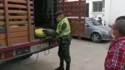 watermelon high 😎😎🌿🌿🌿