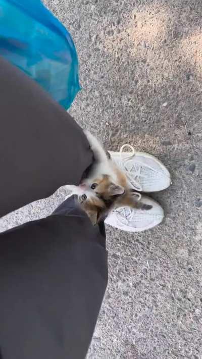 You're now a cat owner