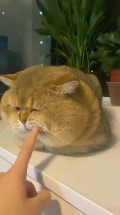 Fat Cat Unit
