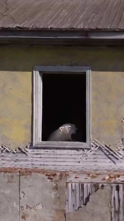 A family of polar bears have moved into an abandoned weather station on Kolyuchin Island.