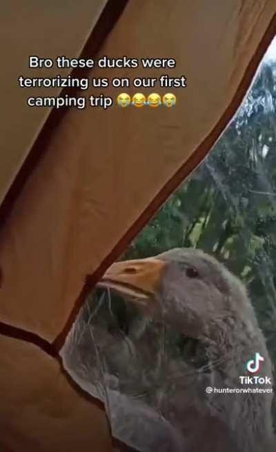 Never camping again