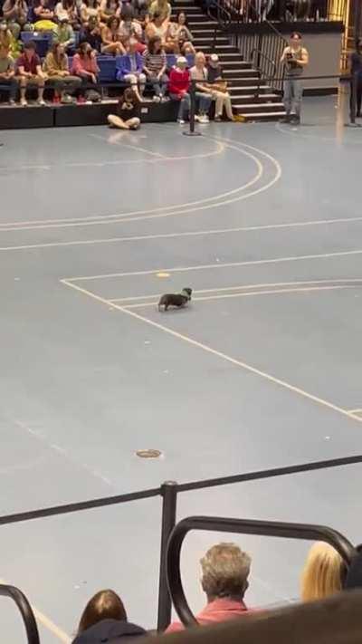 Senior (14yo) dog ends last in race but wins the crowd 🏆