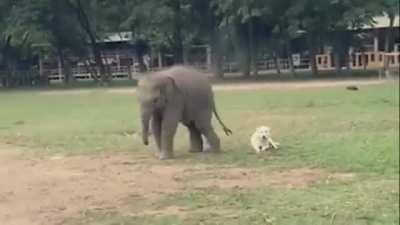 Wan Mai the baby elephant tries to play with a dog