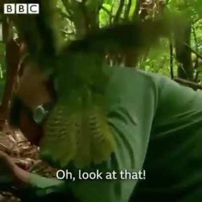 For committing himself to everything and anything.