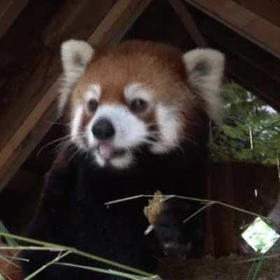 Is it illegal to domesticate a red panda?