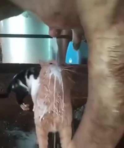 when he came to grandma