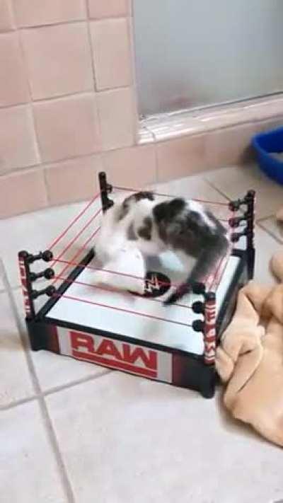 They wanted to fight, so I said it was okay