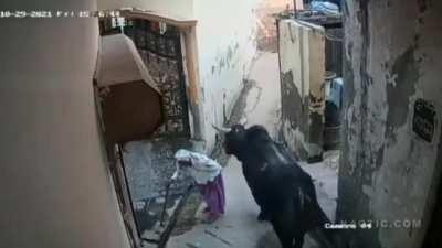 Old women got tossed by a bull 