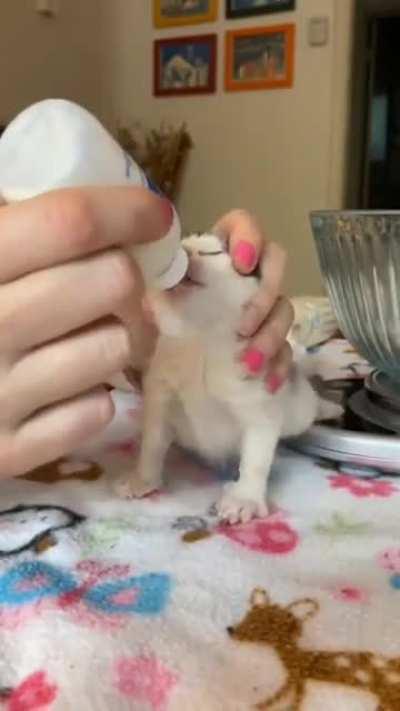 No, no, no, no, ok fine