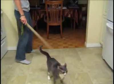 sIcK hUmAN BeAtS cAt tO DeAtH wHiLe sHe BeGs fOr MeRcY