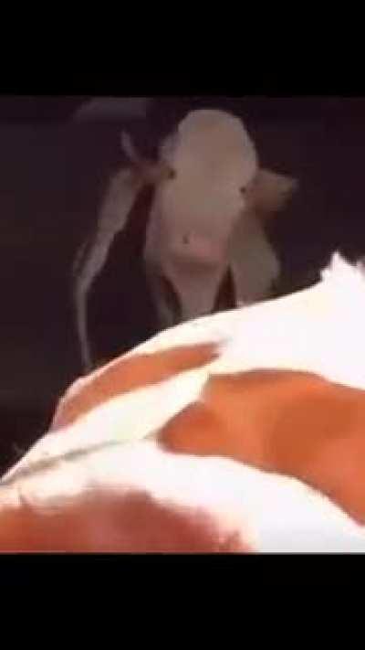 That grass is 🔥 yo