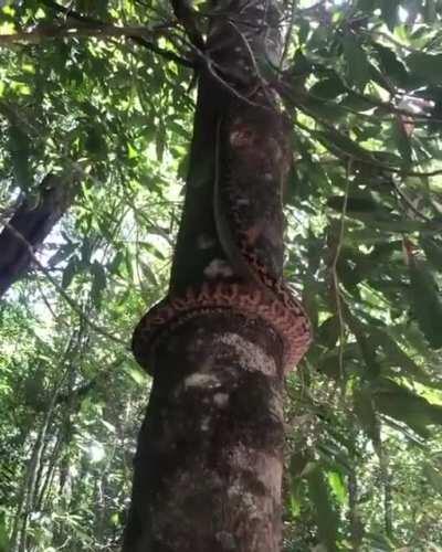 🔥 If you didn’t know, this is how snakes climb trees.