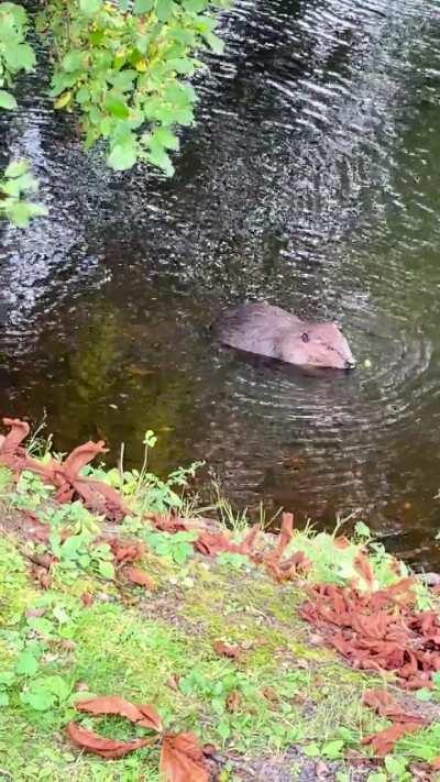 My NEW neighbor (Beaver)