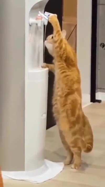 When cat learn how to use water dispenser