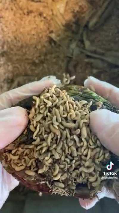 Pepper full of grubs